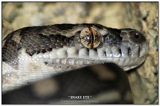 Cliquez sur l'image pour la voir en taille relle

Nom : Snake_Eyes_by_Ozzah.jpg
Taille : 840x560
Poids : 166,5 Ko
ID : 14310
