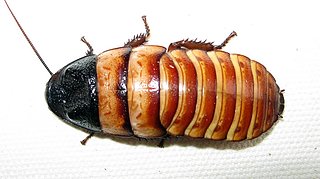 Cliquez sur l'image pour la voir en taille r�elle

Nom : Elliptorhinachopardi.jpg
Taille : 700x392
Poids : 55,5 Ko
ID : 97710