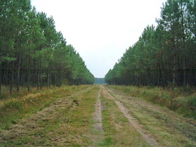 un-pare-feu-dans-la-foret-soustonnaise-1180824975-1126863.jpg