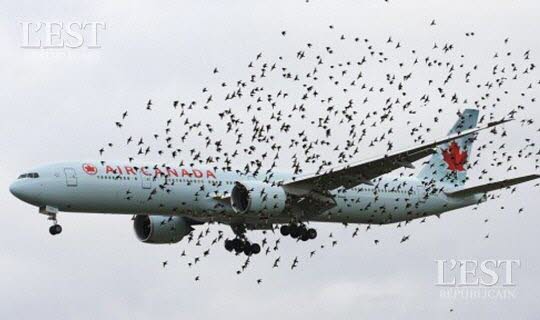 l-aspiration-d-un-oiseau-par-un-reacteur-peut-causer-de-gros-degats-voire-une-ca.jpg