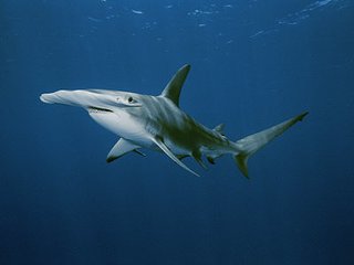 Cliquez sur l'image pour la voir en taille relle

Nom : 08.jpg
Taille : 400x300
Poids : 13,5 Ko
ID : 76240