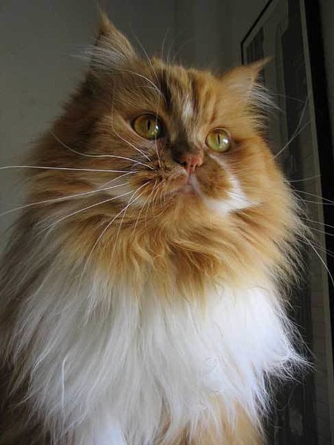 chat_persan_08.jpg chat_persan_08.jpg