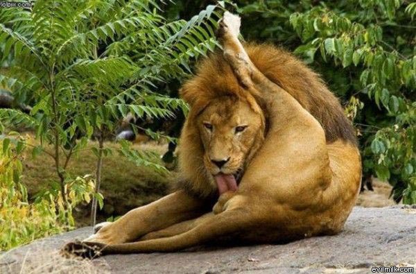 lion-licking-his-balls.jpg