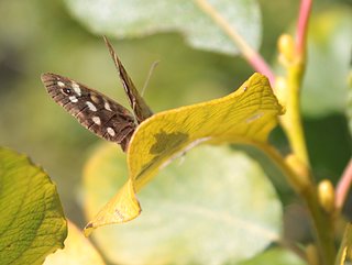 Cliquez sur l'image pour la voir en taille relle

Nom : Papillon.jpg
Taille : 2530x1908
Poids : 284,7 Ko
ID : 145460