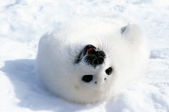 bebes-phoques-242064.jpg