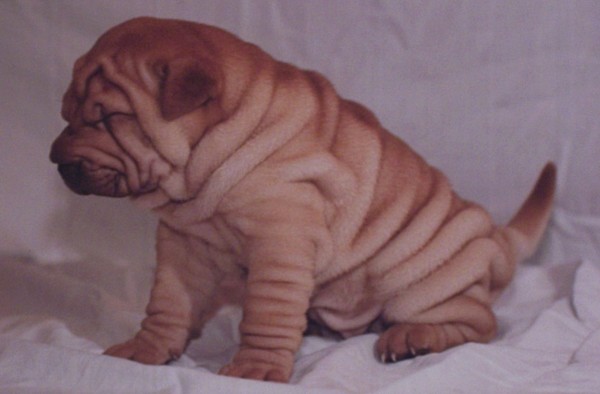sharpei_1mois.jpg