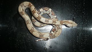 Osvald6.JPG Osvald6.JPG