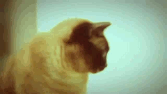 1340630702-1338969943619.gif