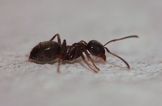 Cliquez sur l'image pour la voir en taille relle

Nom : fourmi.jpg
Taille : 1600x1050
Poids : 83,9 Ko
ID : 145490