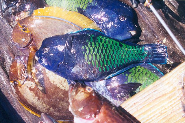 poissons-perroquet.jpg poissons-perroquet.jpg