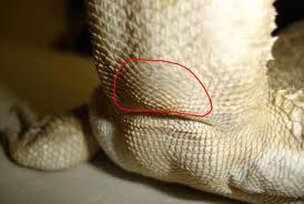 sexe_pogona_femelle.jpg sexe_pogona_femelle.jpg