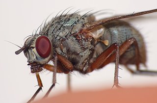 moumouche.jpg moumouche.jpg