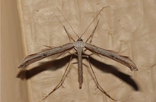 Cliquez sur l'image pour la voir en taille relle

Nom : pterophore3.jpg
Taille : 1600x1050
Poids : 147,0 Ko
ID : 145501