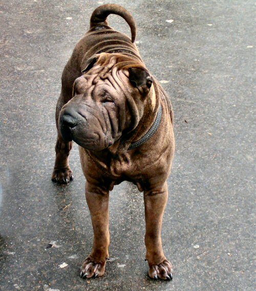 shar-pei.2.jpg