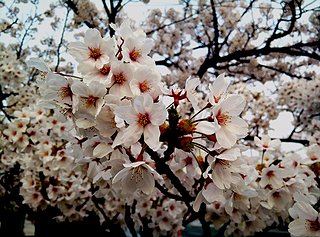 Cliquez sur l'image pour la voir en taille relle

Nom : fleurs de cerisier retouche.jpg
Taille : 900x667
Poids : 261,9 Ko
ID : 246801