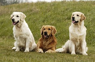 Cliquez sur l'image pour la voir en taille relle

Nom : golden_retriever_groupe.jpg
Taille : 780x517
Poids : 75,4 Ko
ID : 134021