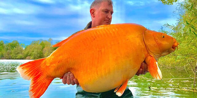 poi-21-11-750x375.jpg poi-21-11-750x375.jpg