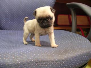 tinypugsmalldog1.jpg