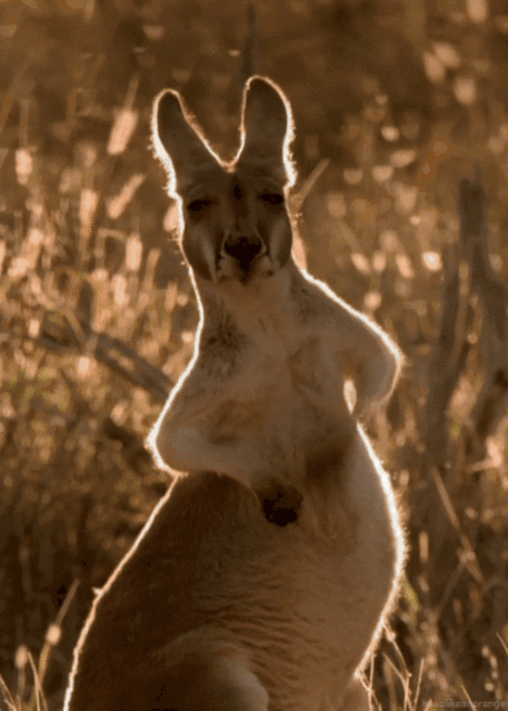 a8bYgVY_460sa_v1.gif a8bYgVY_460sa_v1.gif