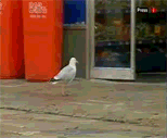 9b6iivd7-adddbf.gif 9b6iivd7-adddbf.gif