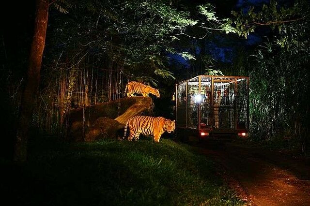 Night-Safari-in-Bali-Safari-Marine-Park.jpg