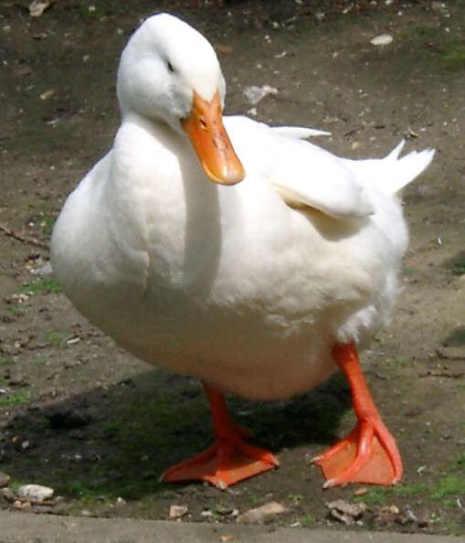 photographie_canard.jpg photographie_canard.jpg