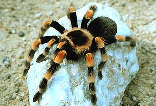 mygale.jpg mygale.jpg