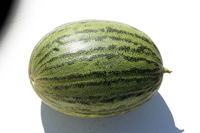 muskmelon_cucumis_melo_melon_melao.jpg muskmelon_cucumis_melo_melon_melao.jpg