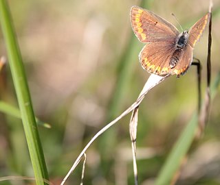 Cliquez sur l'image pour la voir en taille relle

Nom : Papillon2.jpg
Taille : 3619x3049
Poids : 569,6 Ko
ID : 145461