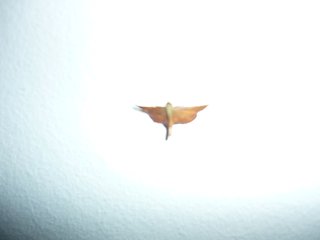 Cliquez sur l'image pour la voir en taille relle

Nom : P1020392.JPG
Taille : 2560x1920
Poids : 617,9 Ko
ID : 136461