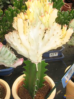 Cliquez sur l'image pour la voir en taille relle

Nom : cactus-greffe-visoflora-21064.jpg
Taille : 768x1024
Poids : 255,8 Ko
ID : 156071