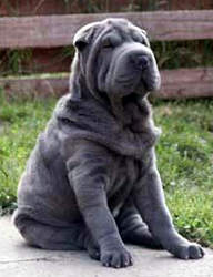 sharpei.jpg