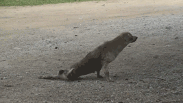 anWYW.gif anWYW.gif