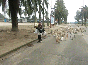 rabbits300220.gif rabbits300220.gif