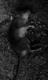 Cliquez sur l'image pour la voir en taille relle

Nom : rat.jpg
Taille : 340x561
Poids : 29,0 Ko
ID : 3412