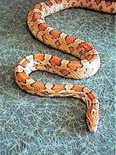 elaphe1.jpg elaphe1.jpg