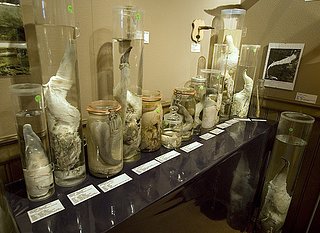 Cliquez sur l'image pour la voir en taille relle

Nom : weirdmuseum8.jpg
Taille : 500x364
Poids : 133,5 Ko
ID : 231132