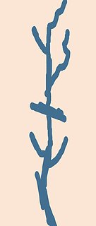 réseau veineux.jpg réseau veineux.jpg