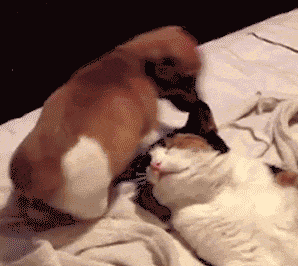 giphy.gif giphy.gif
