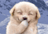 -%20mr%20white%20-.gif -%20mr%20white%20-.gif
