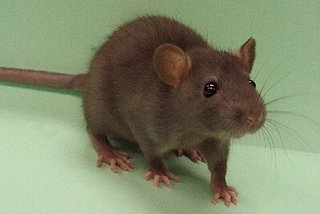Rat.jpg Rat.jpg