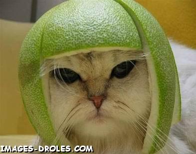 chat%20casque.jpg chat%20casque.jpg