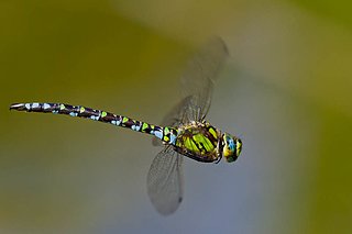 Cliquez sur l'image pour la voir en taille relle

Nom : anax imperator %281 of 2%29.jpg
Taille : 800x533
Poids : 53,3 Ko
ID : 134682