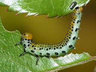 Cliquez sur l'image pour la voir en taille relle

Nom : larve1.jpg
Taille : 1400x1050
Poids : 253,1 Ko
ID : 145492