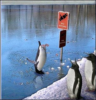 Cliquez sur l'image pour la voir en taille relle

Nom : no%20diving.jpg
Taille : 453x472
Poids : 56,7 Ko
ID : 6003