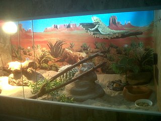 terrarium_ollaf.jpg terrarium_ollaf.jpg