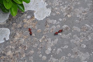 DSC_0176 (Grand).JPG DSC_0176 (Grand).JPG