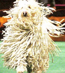 komondor%2001-thumb.jpg