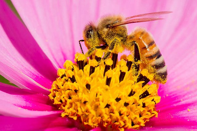 Macro_Alsace-4.jpg Macro_Alsace-4.jpg