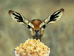 Deer-popcorn.gif Deer-popcorn.gif